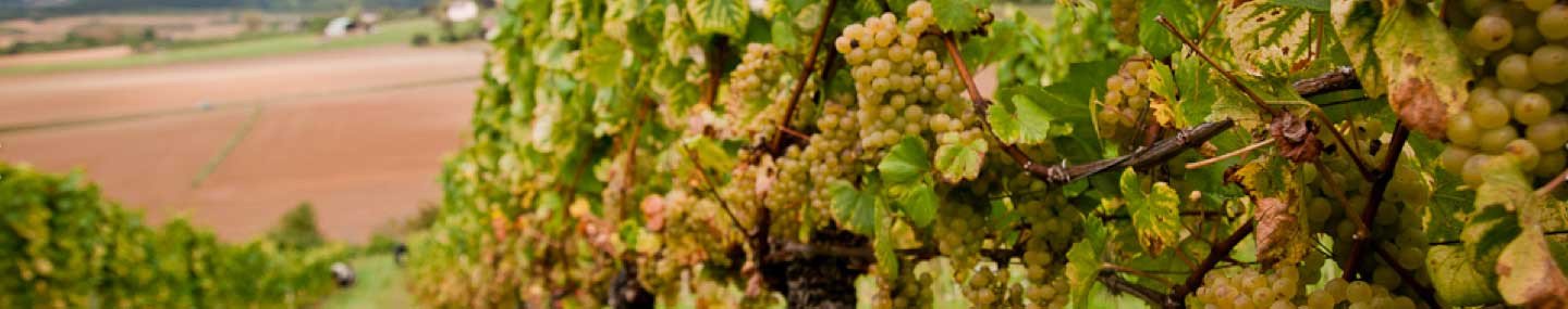 Domaine Chavy-Chouet