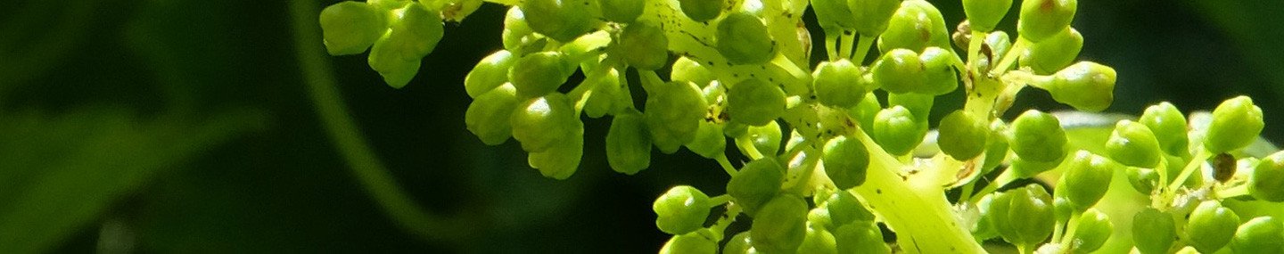 JeanBaptiste Dutheil de la Rochère Provence Petites Caves