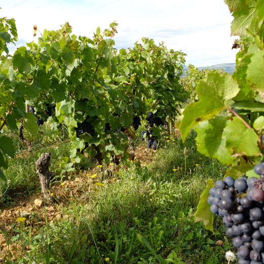 Wine estates natural wine bio biodynamic 